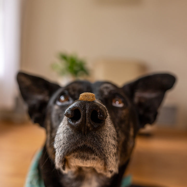 CBD for our Four-Legged Family