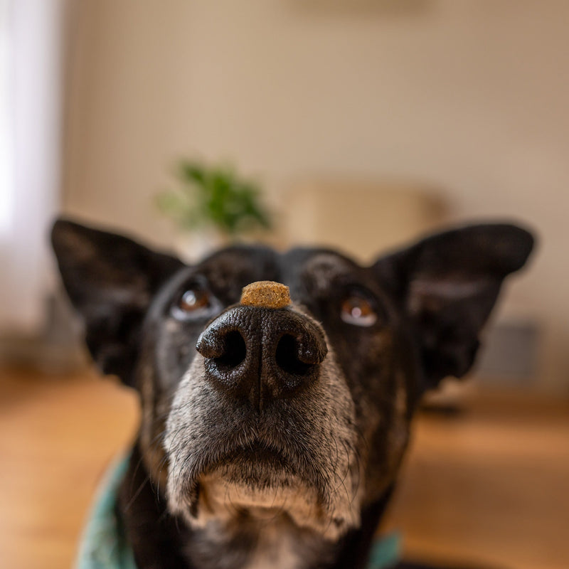 CBD for our Four-Legged Family