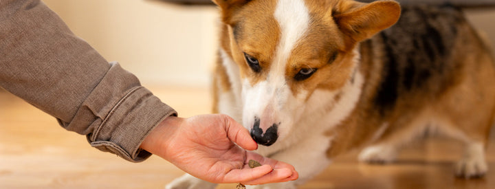 CBD for Dogs