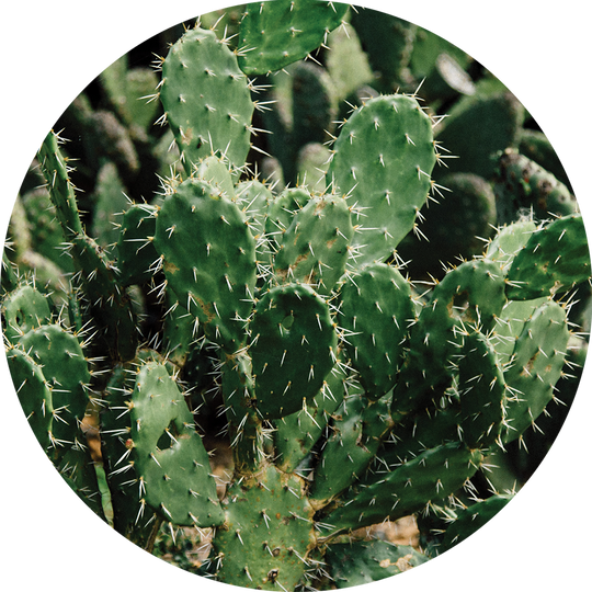 Prickly Pear Seed