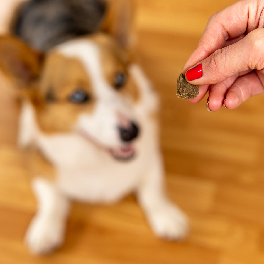 Peaceful Pup CBD Dog Chews