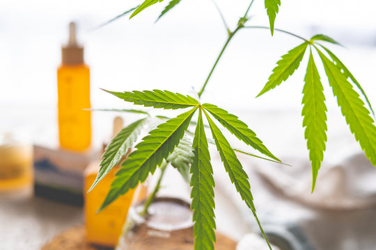 CBD Education Seminar